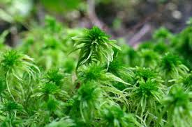 Attēlu rezultāti vaicājumam “Sphagnum centrale sporophyte”