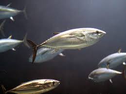 Image result for Thunnus thynnus