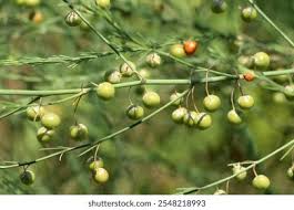 Attēlu rezultāti vaicājumam “Asparagus officinalis fruit”
