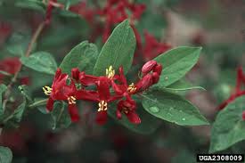 Attēlu rezultāti vaicājumam “Lonicera tatarica flower”