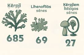 Attēlu rezultāti vaicājumam “Lycogala sphaeroconicum young”