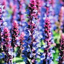 Attēlu rezultāti vaicājumam “Salvia nemorosa fruit”