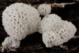 Attēlu rezultāti vaicājumam “Ceratiomyxa fruticulosa”