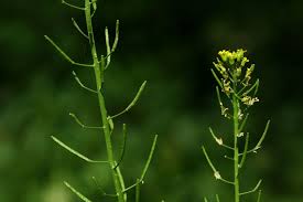 Attēlu rezultāti vaicājumam “Erysimum cheiranthoides leaf”