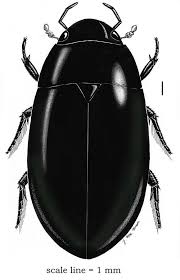 Attēlu rezultāti vaicājumam “Hydrochara caraboides”