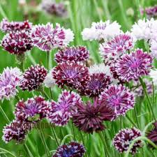 Image result for Centaurea cyanus