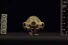 Attēlu rezultāti vaicājumam “Erinaceus sp.”