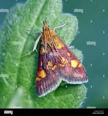 Attēlu rezultāti vaicājumam “Pyrausta purpuralis”