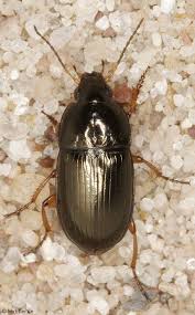 Attēlu rezultāti vaicājumam “Amara sp.”