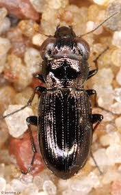 Attēlu rezultāti vaicājumam “Notiophilus biguttatus”