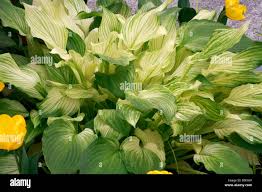 Image result for Hosta White Feather