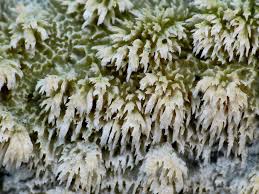 Attēlu rezultāti vaicājumam “Hyphodontia barba-jovis”