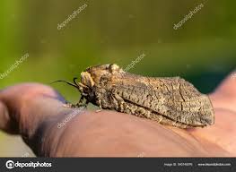 Attēlu rezultāti vaicājumam “Cossus cossus”