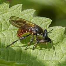 Attēlu rezultāti vaicājumam “Choerades sp.”