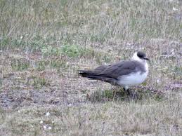 Attēlu rezultāti vaicājumam “Stercorarius parasiticus adult”