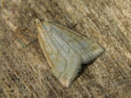 Attēlu rezultāti vaicājumam “Udea lutealis”