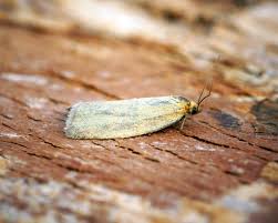 Attēlu rezultāti vaicājumam “Aphelia paleana larva”