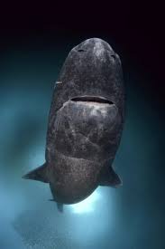 Image result for Somniosus microcephalus