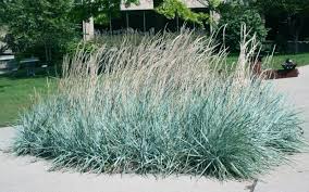 Attēlu rezultāti vaicājumam “Leymus arenarius”