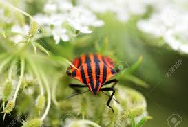 Attēlu rezultāti vaicājumam “Graphosoma lineatum”