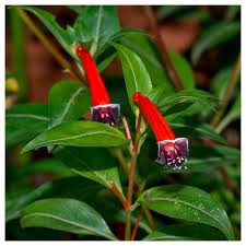 Image result for Cuphea ignea