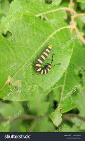 Attēlu rezultāti vaicājumam “Acronicta alni larva”