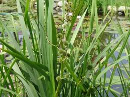 Attēlu rezultāti vaicājumam “Sparganium neglectum fruit”