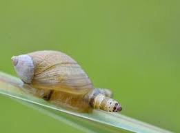 Attēlu rezultāti vaicājumam “Leucochloridium paradoxum larva”