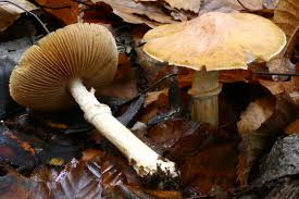 Attēlu rezultāti vaicājumam “Rozites caperata”