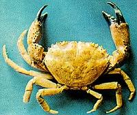 Image result for Eriphia verrucosa