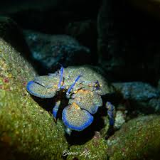 Image result for Scyllarides latus