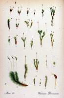 Attēlu rezultāti vaicājumam “Dicranella crispa”