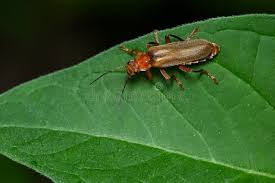 Attēlu rezultāti vaicājumam “Cantharis livida”