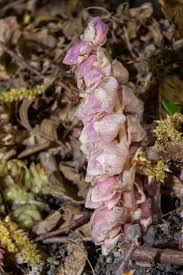 Attēlu rezultāti vaicājumam “Lathraea squamaria bud”