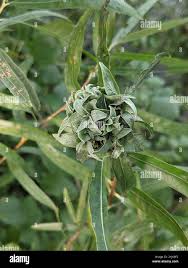 Attēlu rezultāti vaicājumam “Rabdophaga salicis”