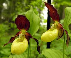 Attēlu rezultāti vaicājumam “Cypripedium calceolus”