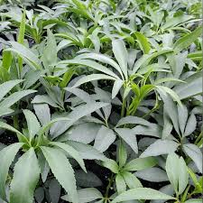 Image result for Helleborus foetidus