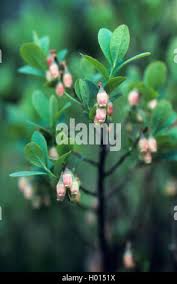 Attēlu rezultāti vaicājumam “Vaccinium uliginosum bud”