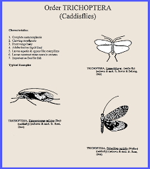 Attēlu rezultāti vaicājumam “Trichoptera”