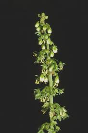 Attēlu rezultāti vaicājumam “Rumex obtusifolius fruit”