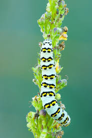 Attēlu rezultāti vaicājumam “Cucullia verbasci”