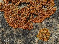 Attēlu rezultāti vaicājumam “Caloplaca saxicola”