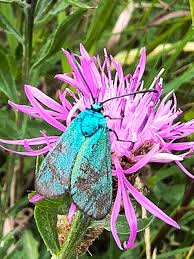 Attēlu rezultāti vaicājumam “Adscita statices”