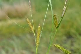 Attēlu rezultāti vaicājumam “Carex rostrata”