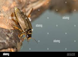 Attēlu rezultāti vaicājumam “Rhantus frontalis”
