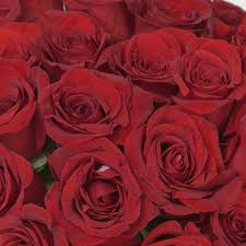Image result for Red Rose Cc