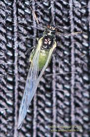 Attēlu rezultāti vaicājumam “Aphis farinosa”