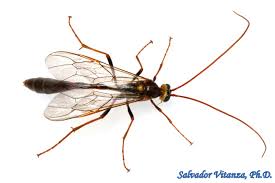 Attēlu rezultāti vaicājumam “Ichneumonidae”