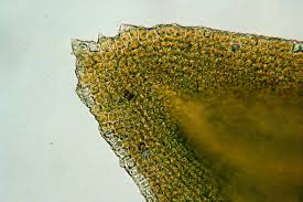 Attēlu rezultāti vaicājumam “Callicladium haldanianum sporophyte”