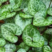 Attēlu rezultāti vaicājumam “Aristolochiaceae”